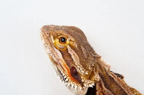 One agama bearded on the white background Stock Photos