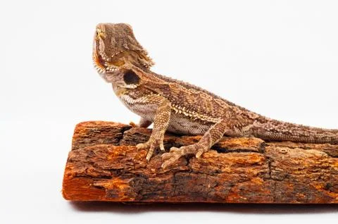 One agama bearded on the white background Stock Photos