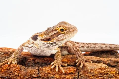 One agama bearded on the white background Stock Photos