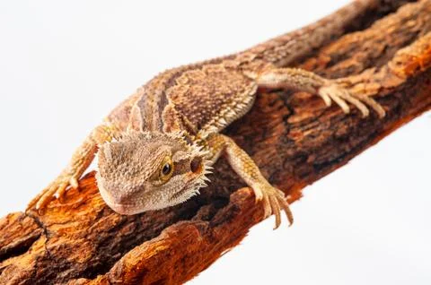 One agama bearded on the white background Stock Photos