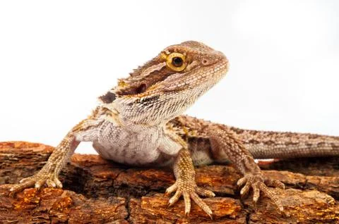 One agama bearded on the white background Stock Photos
