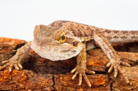 One agama bearded on the white background Stock Photos