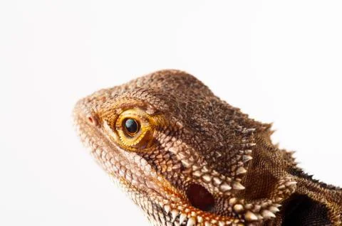 One agama bearded on the white background Stock Photos