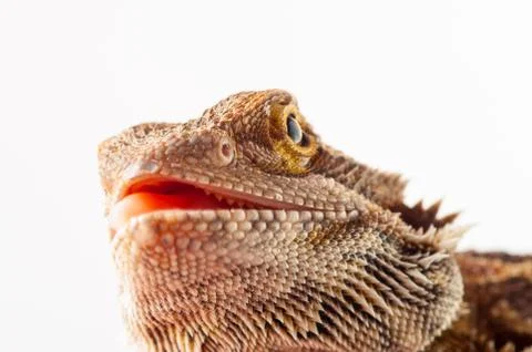 One agama bearded on the white background Stock Photos