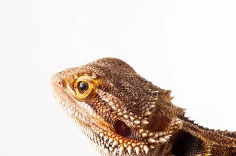One agama bearded on the white background Stock Photos