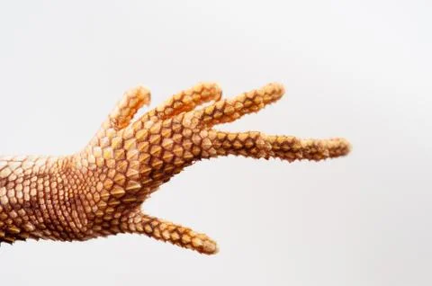 One agama bearded on the white background Stock Photos