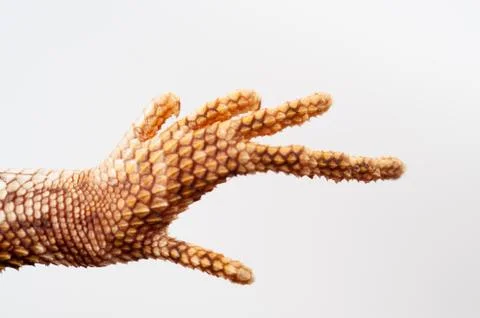 One agama bearded on the white background Stock Photos