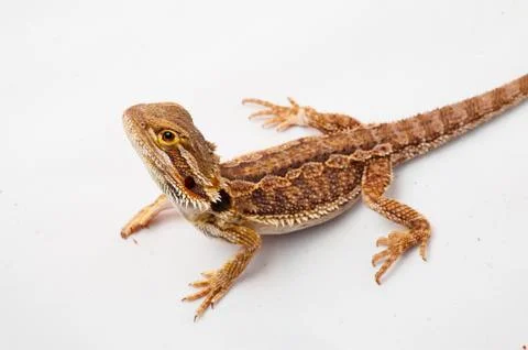 One agama bearded on the white background Stock Photos