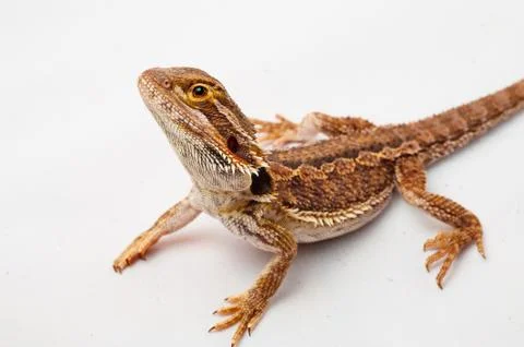 One agama bearded on the white background Stock Photos