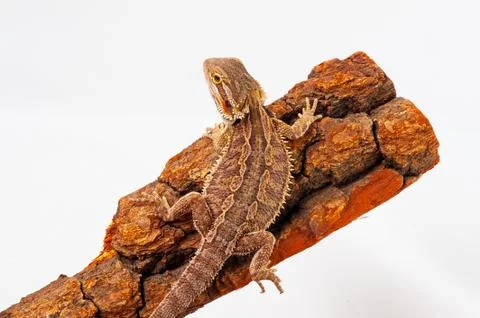 One agama bearded on the white background Stock Photos