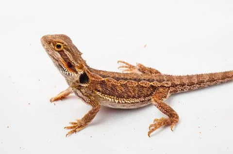 One agama bearded on the white background Stock Photos
