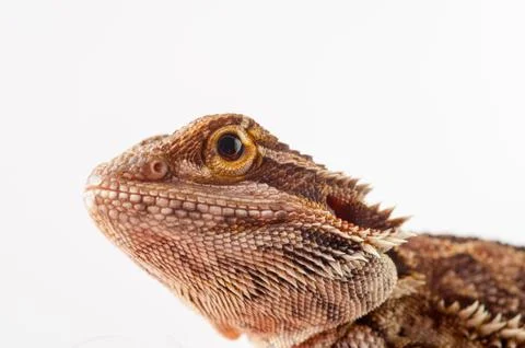 One agama bearded on the white background Stock Photos