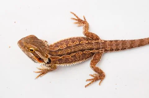 One agama bearded on the white background Stock Photos