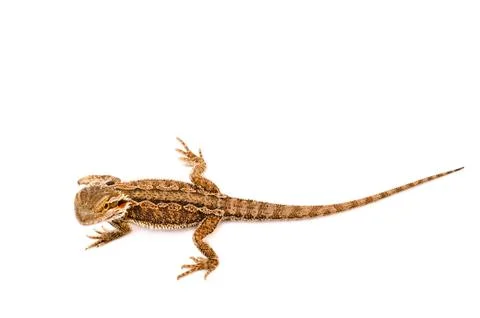One agama bearded on the white background Stock Photos