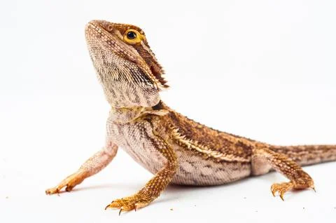One agama bearded on the white background Stock Photos