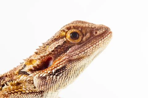 One agama bearded on the white background Stock Photos
