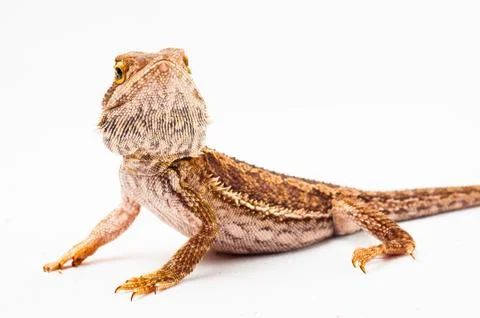 One agama bearded on the white background Stock Photos