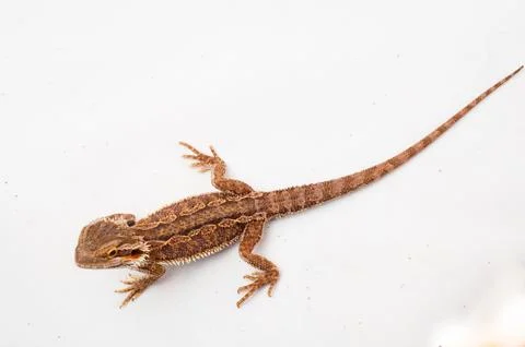 One agama bearded on the white background Stock Photos
