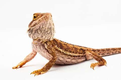 One agama bearded on the white background Stock Photos