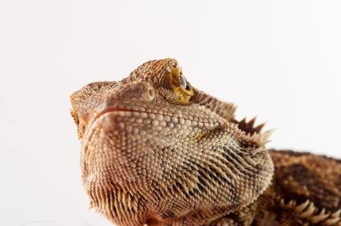 One agama bearded on the white background Stock Photos