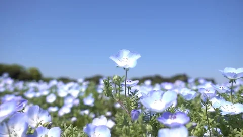 One from all. Nemophila flower fields Stock Footage 74880201