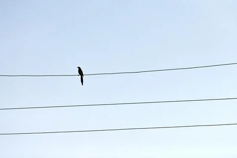One alone bird on wire Stock Photos