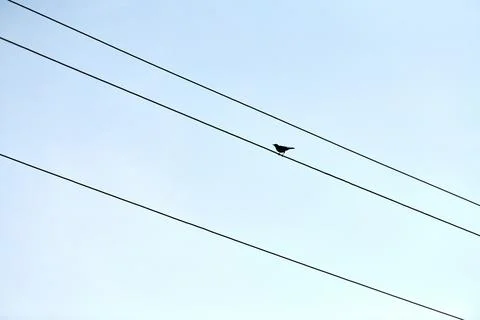 One alone bird on wire Stock Photos