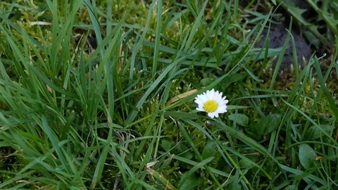 One alone daisy Stock Footage 88784408