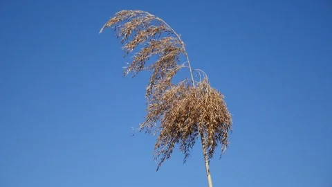 One alone Prairie grass dangling on the wind Stock Footage 88784489