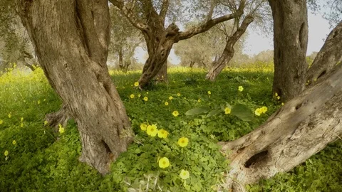 One ancient olive tree has now turned into several, but one root, a sunny day Stock Footage 81628411