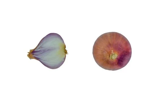 One and a half medium sized pink color onion placed on top of a white backgro Stock Photos