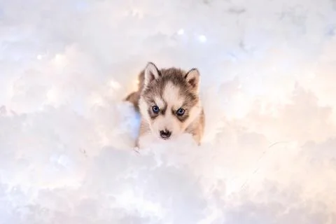 One and a half month old husky puppy on white fluff with luminous garlands Stock Photos