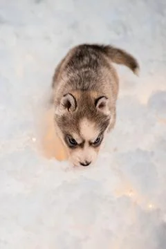 One and a half month old husky puppy on white fluff with luminous garlands Stock Photos