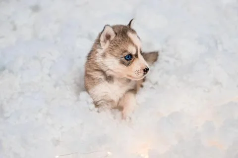 One and a half month old husky puppy on white fluff with luminous garlands Stock Photos