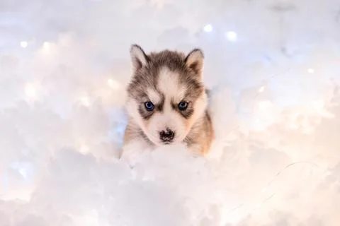 One and a half month old husky puppy on white fluff with luminous garlands Stock Photos