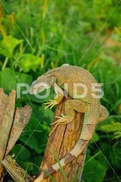 One animal green iguana Stock Photos