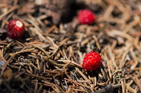 One ant testing wild strawberry in an anthill Stock Photos