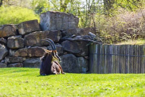 One antelope with large and sharp horns rests on the green lawn in the zoo Stock Photos