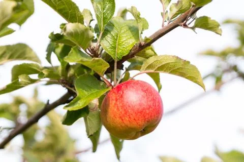 One apple at tree in sunlight, several leaves 스톡 사진