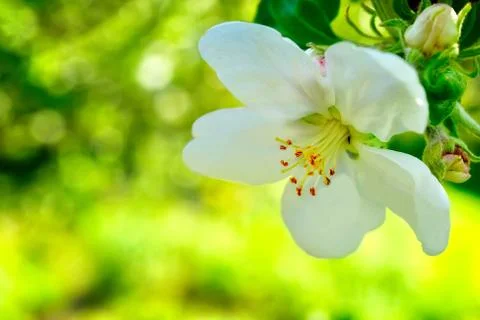 One apple trees flower Фото