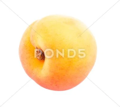 One apricot. Stock Photos
