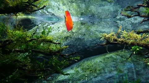 One aqua fish Stock Footage 145712409