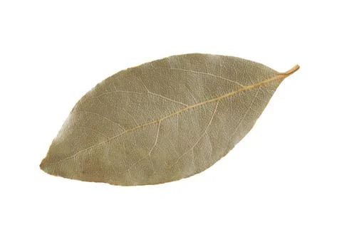 One aromatic bay leaf isolated on white Stock Photos