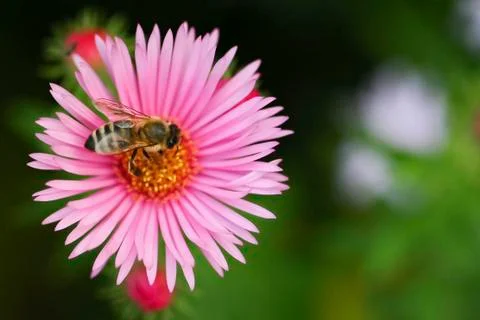 One aster flower with bee Stock Photos