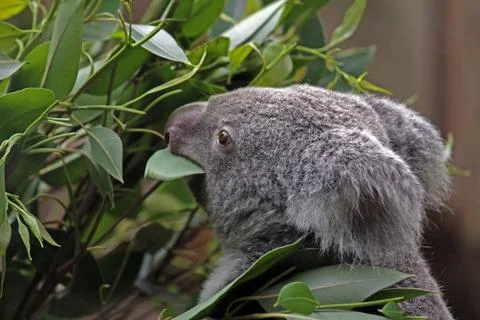 One australien koala Stock Photos