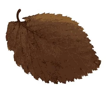 One autumn colorful leaf on a white background. vector art. Stock Illustration
