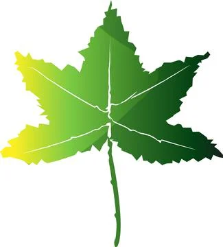One autumn green maple leaf. The gradient. Stock Illustration