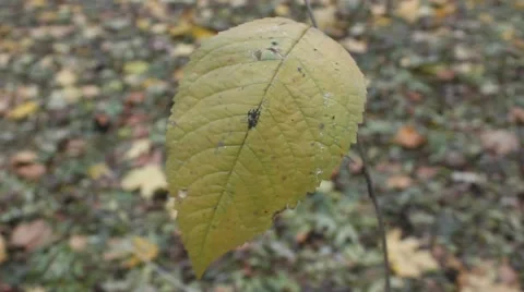 One autumn leaf moving Stock Footage 43943273