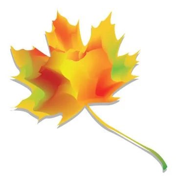 One autumn leaf on the white background Stock Illustration