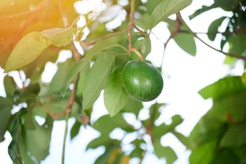 One avocado fruit Stock Photos